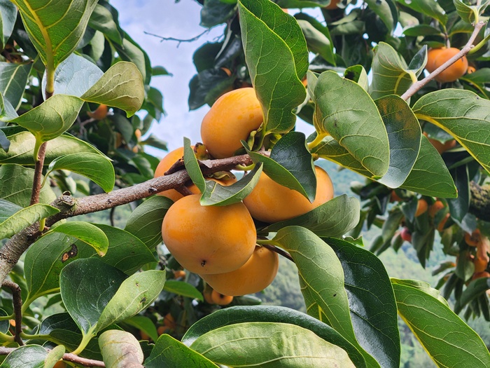 2e35fa53703bda1c3d1232713fbfad18_1760511100_6845.jpg 2e35fa53703bda1c3d1232713fbfad18_1760511100_6845.jpg