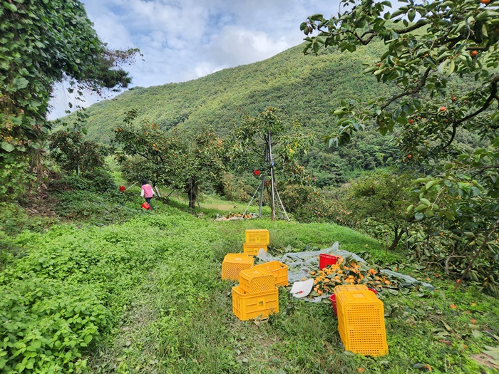 2e35fa53703bda1c3d1232713fbfad18_1760511119_5279.jpg 2e35fa53703bda1c3d1232713fbfad18_1760511119_5279.jpg