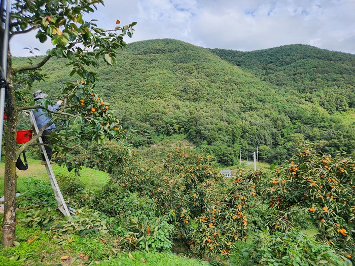 2e35fa53703bda1c3d1232713fbfad18_1760511153_3897.jpg 2e35fa53703bda1c3d1232713fbfad18_1760511153_3897.jpg