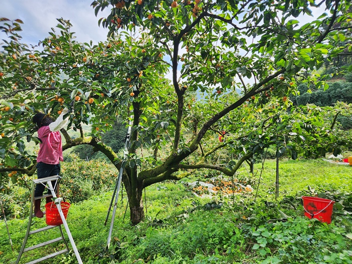 2e35fa53703bda1c3d1232713fbfad18_1760511164_0593.jpg 2e35fa53703bda1c3d1232713fbfad18_1760511164_0593.jpg