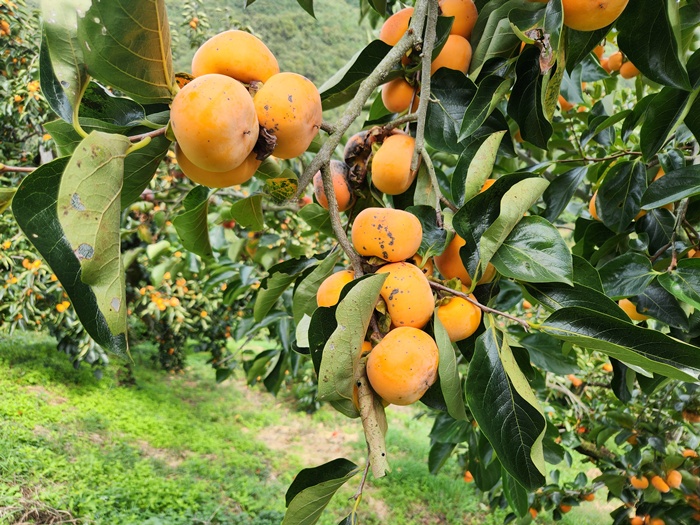 2e35fa53703bda1c3d1232713fbfad18_1760511175_0152.jpg 2e35fa53703bda1c3d1232713fbfad18_1760511175_0152.jpg