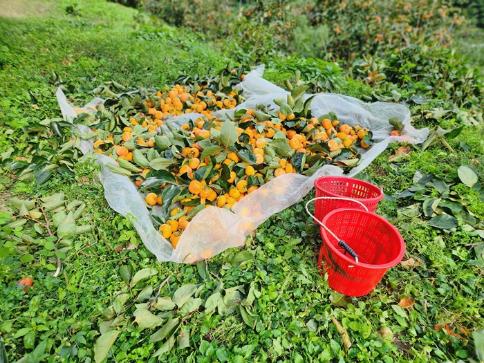 2e35fa53703bda1c3d1232713fbfad18_1760511187_699.jpg 2e35fa53703bda1c3d1232713fbfad18_1760511187_699.jpg